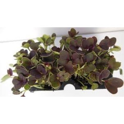 Pak Choi - Red F1
