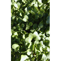 Radish - Green Daikon