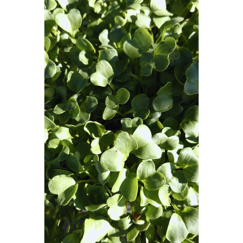 Radish - Green Daikon