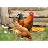 POULTRY FORAGE PASTURE MIX