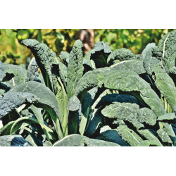 KALE - TOSCANO (DINOSAUR KALE) (TUSCAN KALE) (LACINATO)