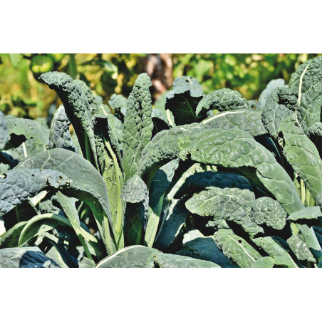KALE - TOSCANO (DINOSAUR KALE) (TUSCAN KALE) (LACINATO)