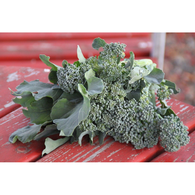 BROCCOLINI