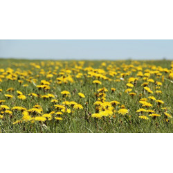 Dandelion