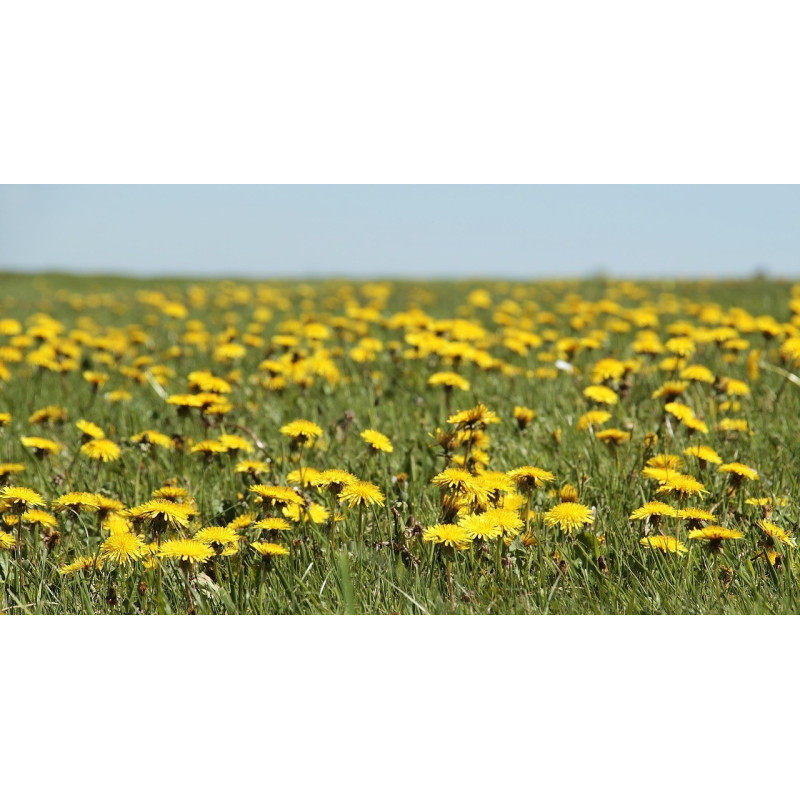 Dandelion