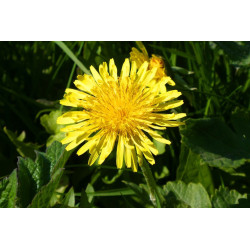 Dandelion