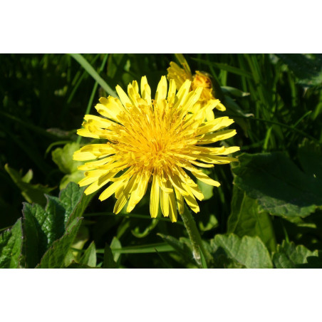Dandelion