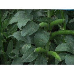 Broad Bean