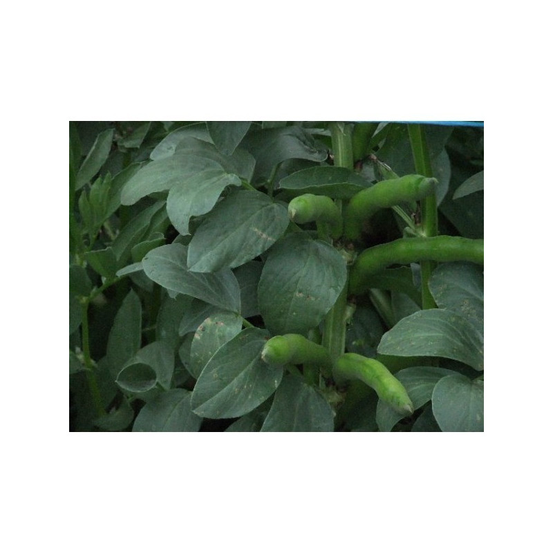 Broad Bean