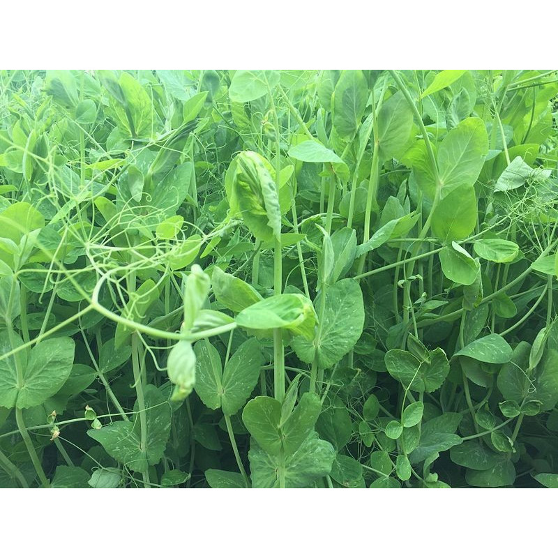 Field Pea