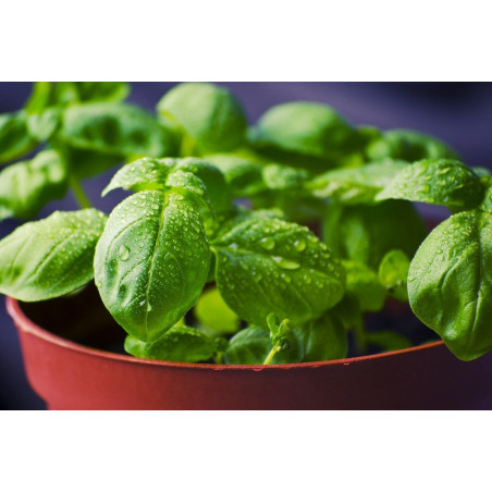 Basil - Green Torino, Genovese