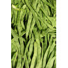 BEAN, REDLANDS PIONEER - BUSH