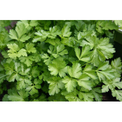 Parsley - Continental, Italian Giant