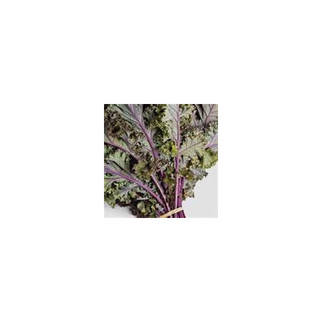 KALE - RED RUSSIAN