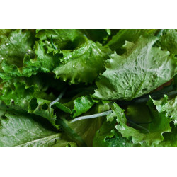 LETTUCE - LITTLE GEM - MINI COS - ORGANIC