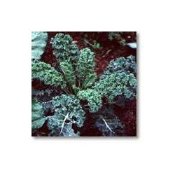 KALE - DWARF BLUE CURLED