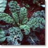 KALE - DWARF BLUE CURLED