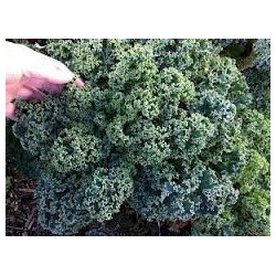 KALE - DWARF BLUE CURLED