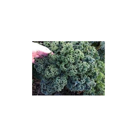 KALE - DWARF BLUE CURLED