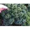 KALE - DWARF BLUE CURLED