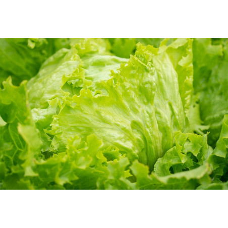 LETTUCE - GREEN ICEBERG