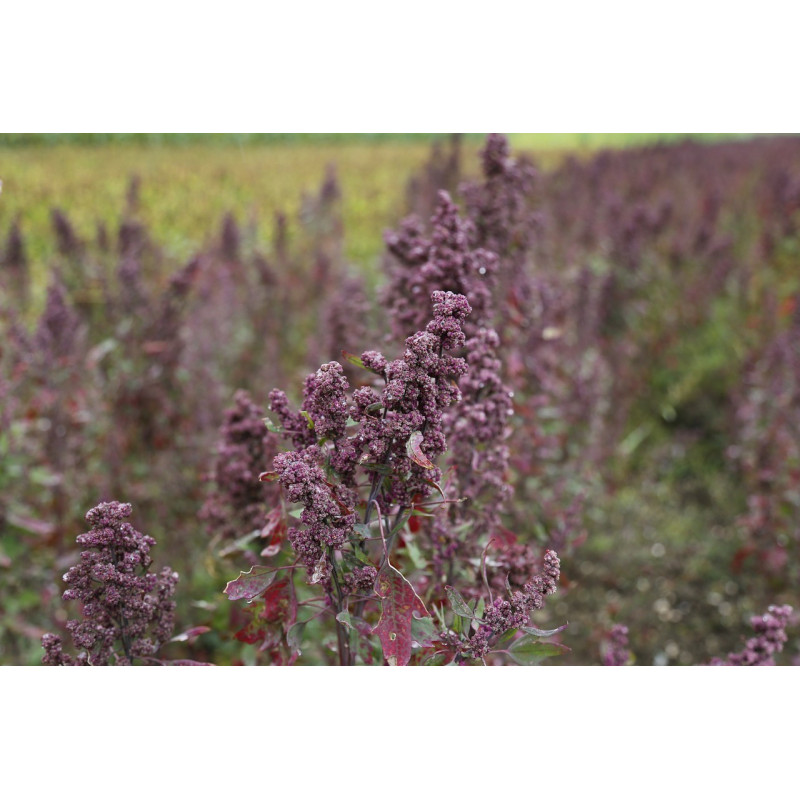 QUINOA SEEDS FOR SPROUTING ORGANIC