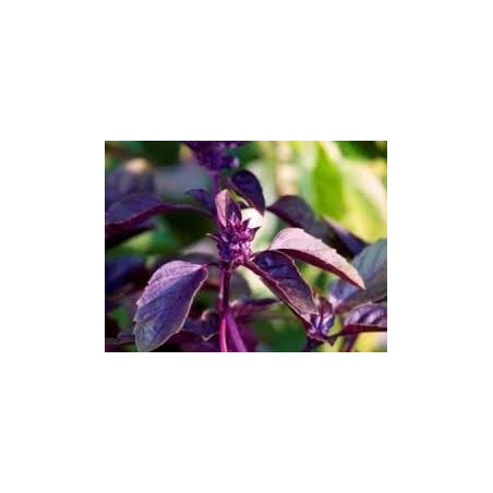 BASIL - DARK OPAL
