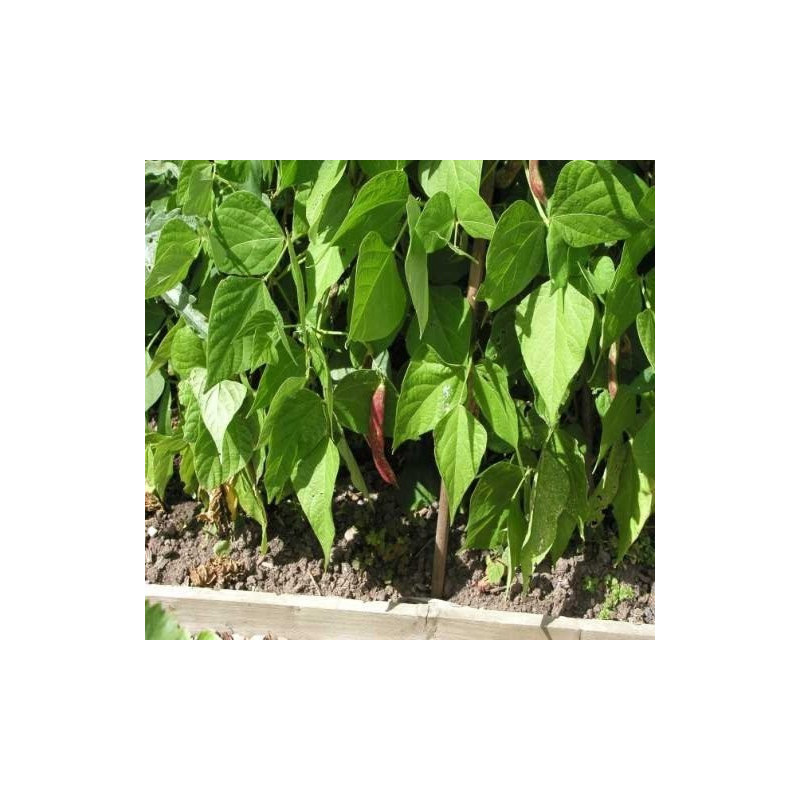 BEAN, RED ROOSTER - BUSH - BORLOTTI