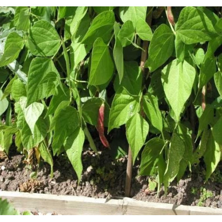 BEAN, RED ROOSTER - BUSH - BORLOTTI
