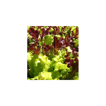 LETTUCE - GOURMET MIX