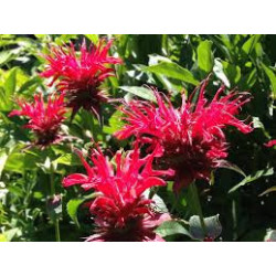 BERGAMOT LEMON