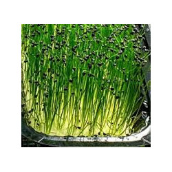 Chives - Garlic