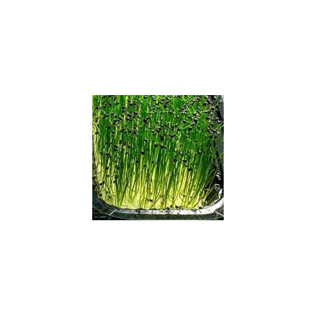 Chives - Garlic