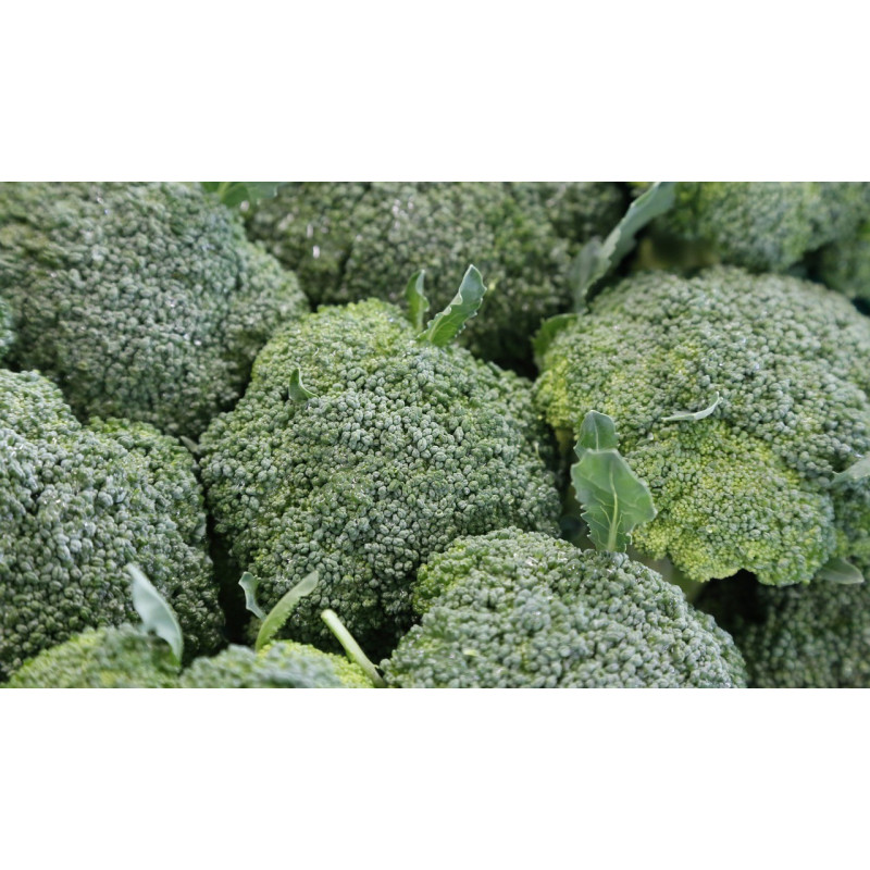 BROCCOLI - CALABRESE - ORGANIC