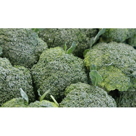 BROCCOLI - CALABRESE - ORGANIC
