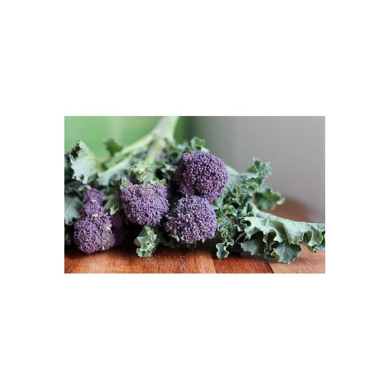 BROCCOLI-PURPLE SPROUTING