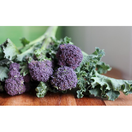 BROCCOLI-PURPLE SPROUTING