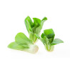 BOK CHOY, BABY WHITE