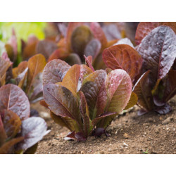 LETTUCE - CIMARRON