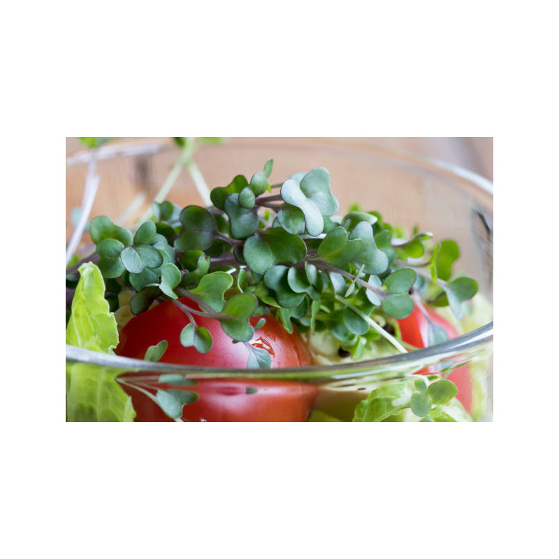 Kale Black Sprouting Seed