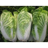CABBAGE-WA WA TSAI