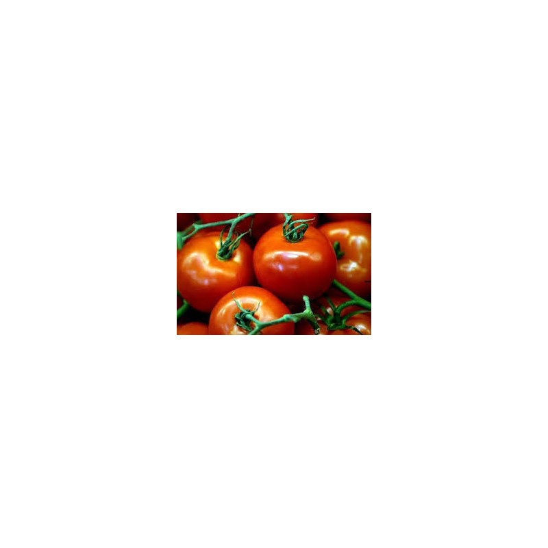 TOMATO - VINE - ST. PIERRE