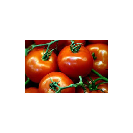 TOMATO - VINE - ST. PIERRE
