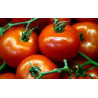 TOMATO - VINE - ST. PIERRE