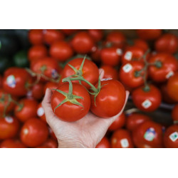 TOMATO - VINE - ST. PIERRE