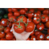 TOMATO - VINE - ST. PIERRE
