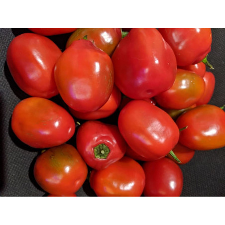 CHILI - ROCOTO ORANGE
