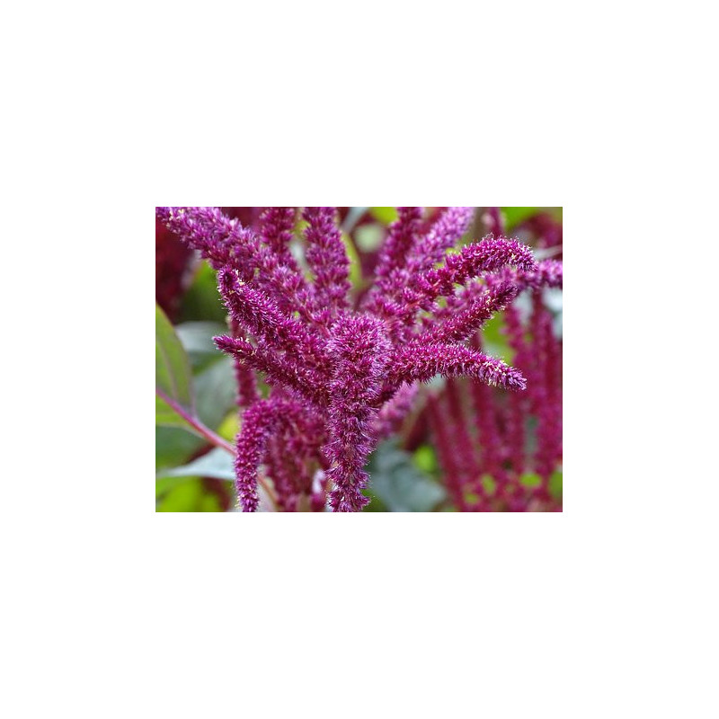 Amaranth - Red Improved
