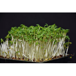 Cress, Curled, Bunyip