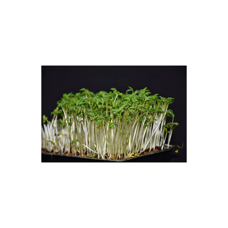 Cress, Curled, Bunyip